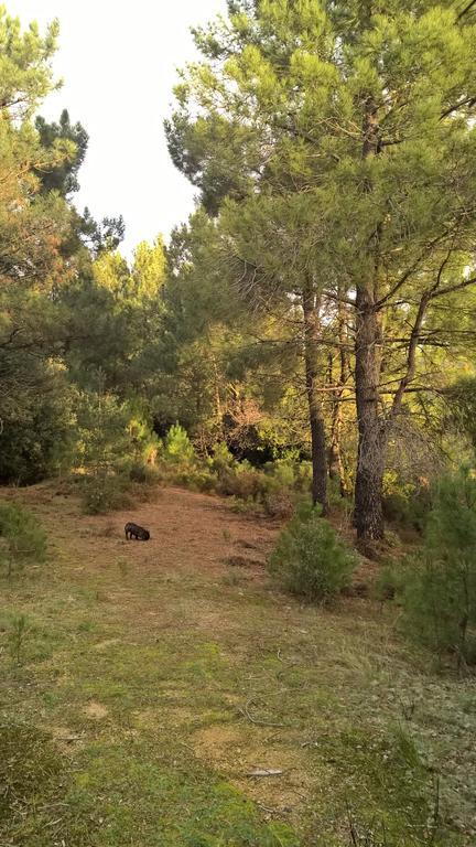 Gite Du Puy Saint-Fortunat-sur-Eyrieux Eksteriør billede